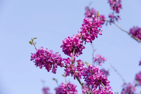 Flor Primavera Cielos Azules Flores Florecientes Primavera Cercis Chinensis —  Fotos de Stock