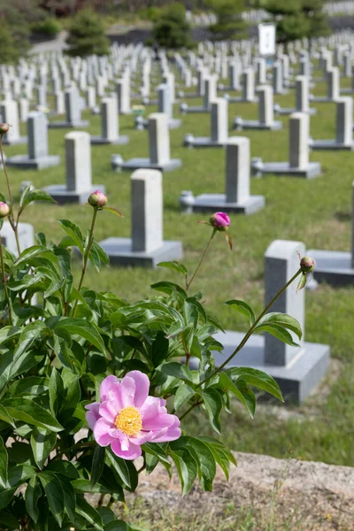 Memorial Stone Tombs Flowers — ストック写真