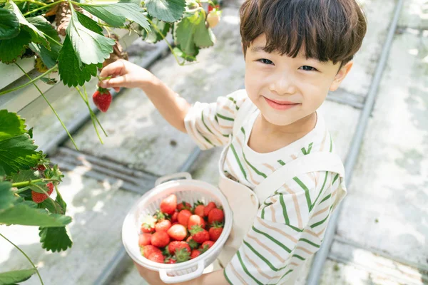 Felice Ragazzo Asiatico Raccolta Fragole Fattoria — Foto Stock