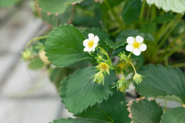 fresh strawberry leaves and strawberry flowers