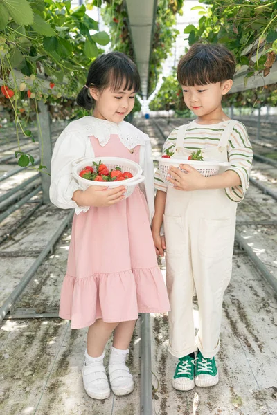 Asiatico Ragazza Ragazzo Holding Mani Fragola Fattoria — Foto Stock