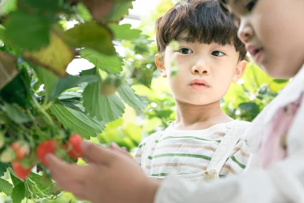 Asyalı Kız Oğlan Çilek Çiftliği Deneyimliyor Doğayı Öğreniyor — Stok fotoğraf