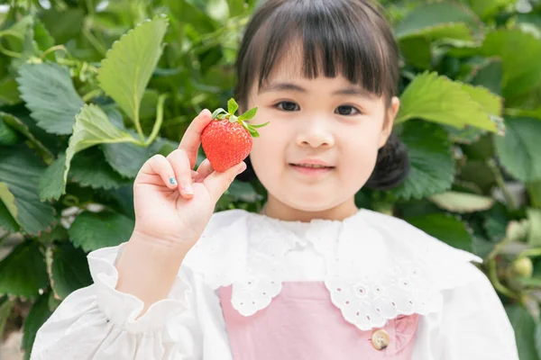 Boldog Ázsiai Lány Szedés Eper Eper Farm — Stock Fotó