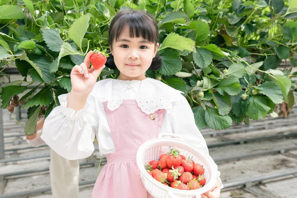 Boldog Ázsiai Lány Szedés Eper Eper Farm — Stock Fotó