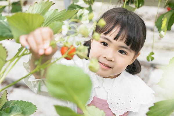 Felice Ragazza Asiatica Raccolta Fragole Fragola Fattoria — Foto Stock