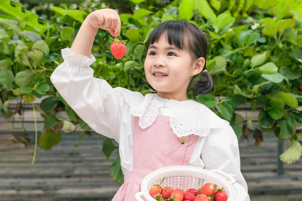 Giovane Ragazza Asiatica Con Fragola Matura Fattoria — Foto Stock