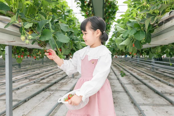 Felice Ragazza Asiatica Raccolta Fragole Fattoria — Foto Stock