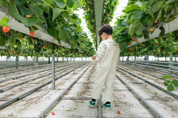 Rücken Eines Asiatischen Jungen Erdbeerfarm — Stockfoto