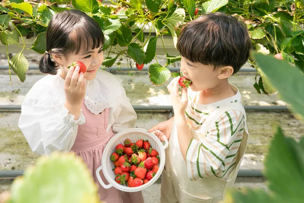 Felice Ragazza Asiatica Ragazzo Mostrando Fragole Raccolte — Foto Stock