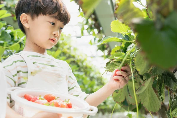 Ázsiai Lány Fiú Tapasztalt Eper Farm Tanuló Természet — Stock Fotó