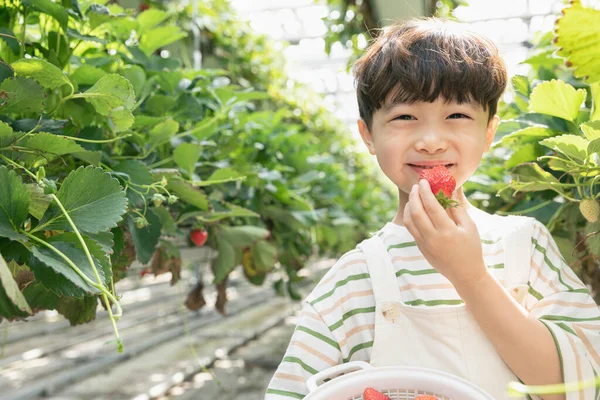 Asiatico Giovane Ragazzo Mangiare Fragola Fragola Fattoria — Foto Stock