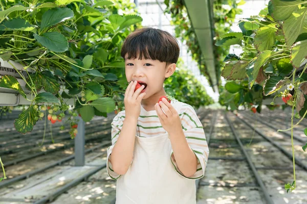 Щасливий Хлопець Азії Який Їсть Полуницю Суничній Фермі — стокове фото