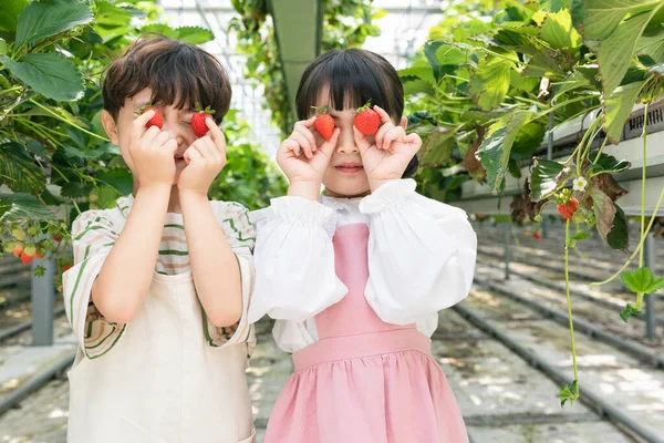 Boldog Ázsiai Fiú Lány Szamóca Farm Tanuló Természet — Stock Fotó