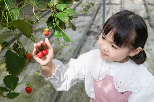Boldog Ázsiai Lány Szedés Eper Gazdaságban — Stock Fotó