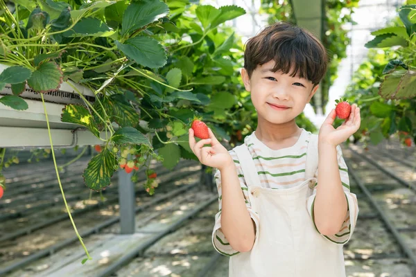 Mutlu Asyalı Erkek Kız Çilek Çiftliğinde Doğayı Öğreniyorlar — Stok fotoğraf