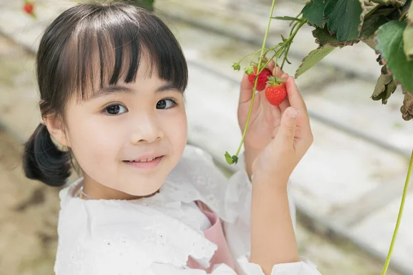 Felice Ragazza Asiatica Raccolta Fragole Fragola Fattoria — Foto Stock