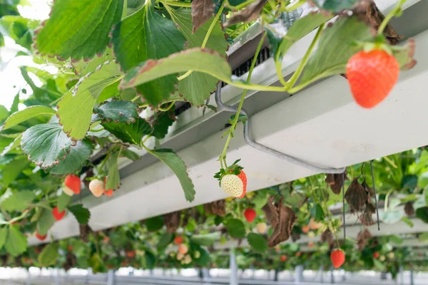Frische Erdbeeren Und Weniger Reife Erdbeeren — Stockfoto