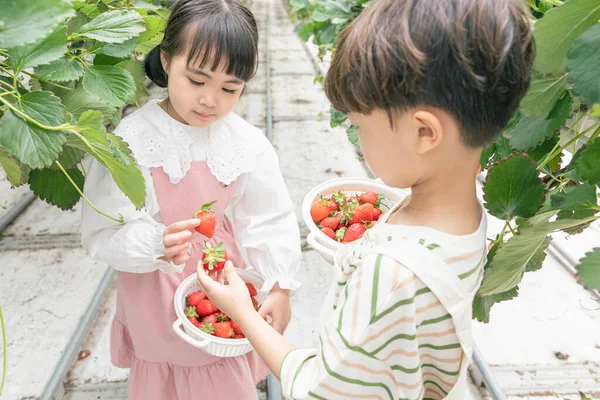 Asiatico Ragazzo Ragazza Holding Mani Fragola Fattoria — Foto Stock