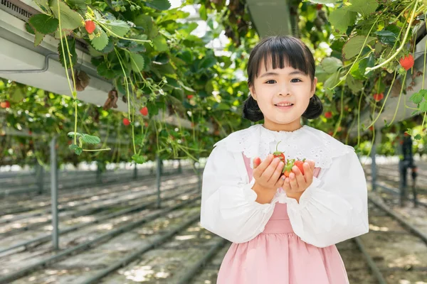 Felice Ragazza Asiatica Raccolta Fragole Fragola Fattoria — Foto Stock