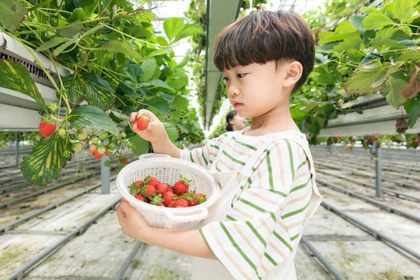 Mutlu Asyalı Çocuk Çiftlikte Çilek Topluyor — Stok fotoğraf