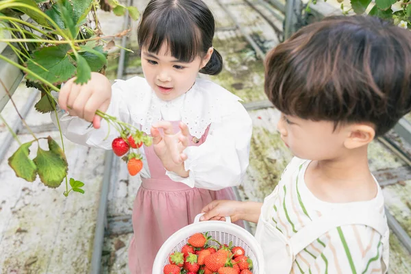 Asiatico Ragazza Ragazzo Experiencing Fragola Fattoria Learning Natura — Foto Stock