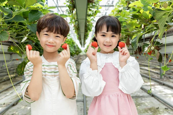 Happy Asian Boy Girl Strawberry Farm Learning Nature — Stock Photo, Image