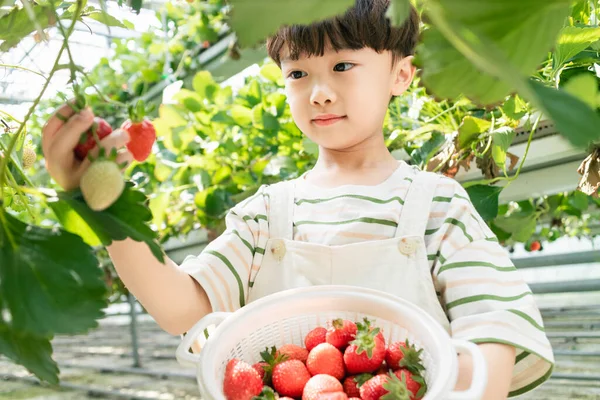 Felice Ragazzo Asiatico Raccolta Fragole Fattoria — Foto Stock