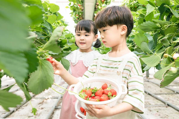 Felice Ragazza Asiatica Ragazzo Raccolta Fragole Fattoria — Foto Stock