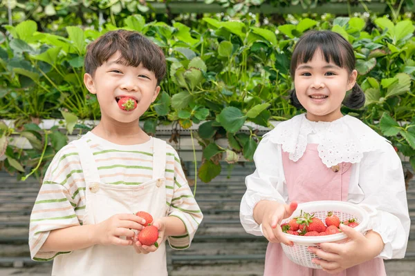 Aranyos Ázsiai Fiatal Fiú Lány Pózol Eper Eper Farm — Stock Fotó