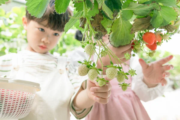 Ázsiai Lány Fiú Tapasztalt Eper Farm Tanuló Természet — Stock Fotó