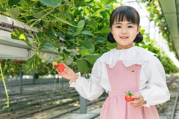 Felice Ragazza Asiatica Raccolta Fragole Fragola Fattoria — Foto Stock