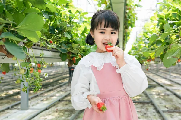 Mutlu Asyalı Çocuk Çilek Çiftliğinde Çilek Yiyor — Stok fotoğraf