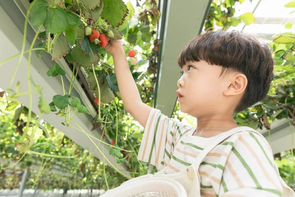 Asiatico Ragazzo Picking Fragole Fragola Fattoria — Foto Stock