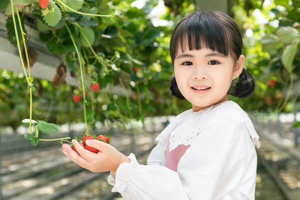 Felice Ragazza Asiatica Raccolta Fragole Fragola Fattoria — Foto Stock