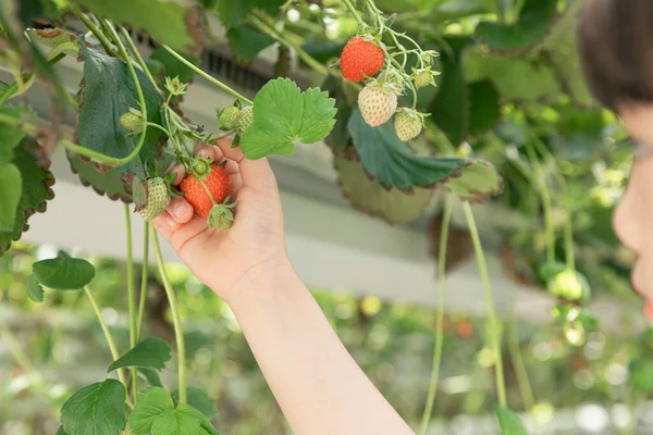 Ázsiai Fiú Szedés Eper Szamóca Farm — Stock Fotó