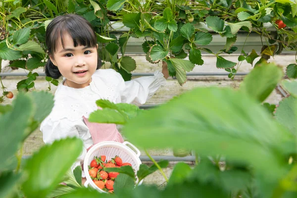 Felice Ragazza Asiatica Vivendo Fragola Fattoria — Foto Stock