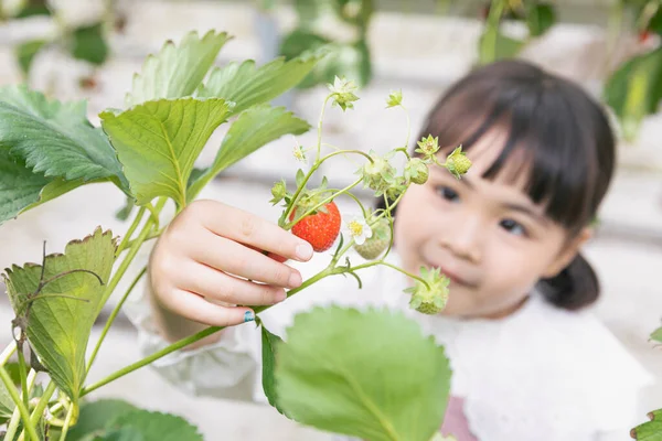 Felice Ragazza Asiatica Raccolta Fragole Fragola Fattoria — Foto Stock