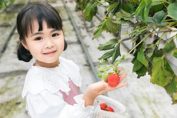 Felice Ragazza Asiatica Con Fragola Fattoria — Foto Stock