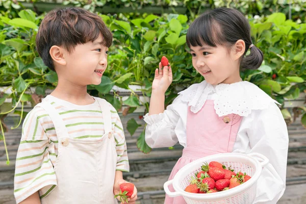 Carino Asiatico Giovani Ragazzo Ragazza Fragola Fattoria — Foto Stock