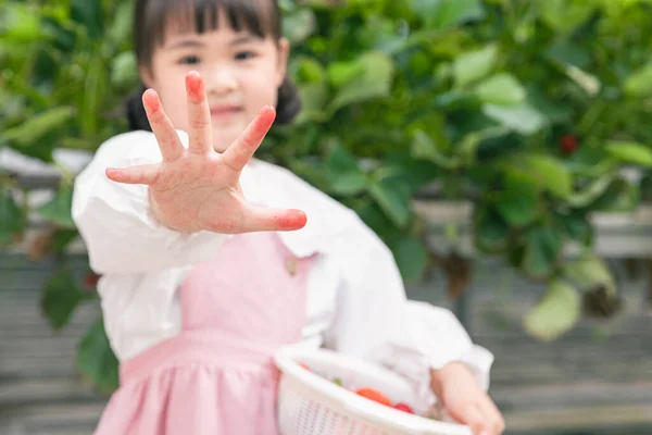 Çilek Yüzünden Ellerini Kırmızı Gösteren Asyalı Genç Kız — Stok fotoğraf