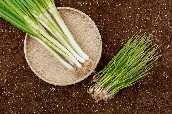 Groene Mand Bodem — Stockfoto