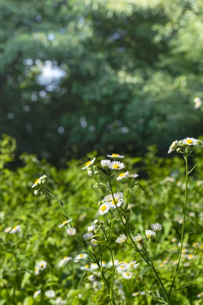 Estate Piante Sole Estivo Soleggiato Fiori Estivi — Foto Stock