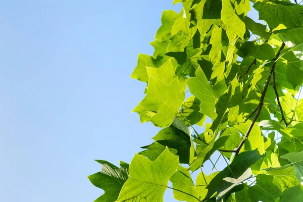 夏と植物 晴れた夏の日差しと葉 — ストック写真
