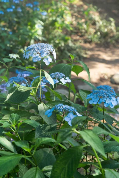 Verano Plantas Luz Solar Verano Hortensias Anchas Color Azul —  Fotos de Stock