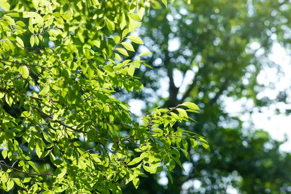 夏と植物 晴れた夏の日差しと葉 — ストック写真