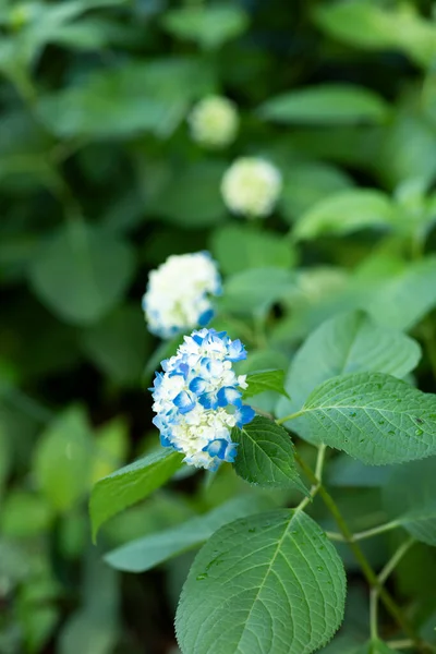 Verano Plantas Hortensia Azul Floreciente —  Fotos de Stock