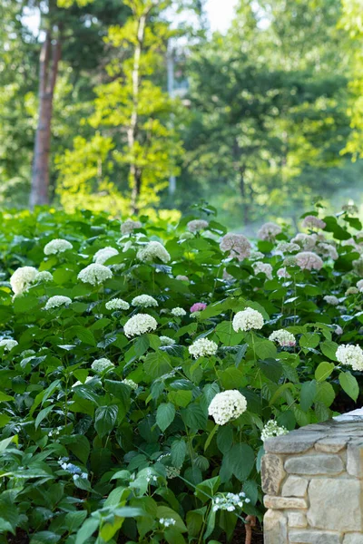 Nyár Növények Virágzó Hortenzia — Stock Fotó