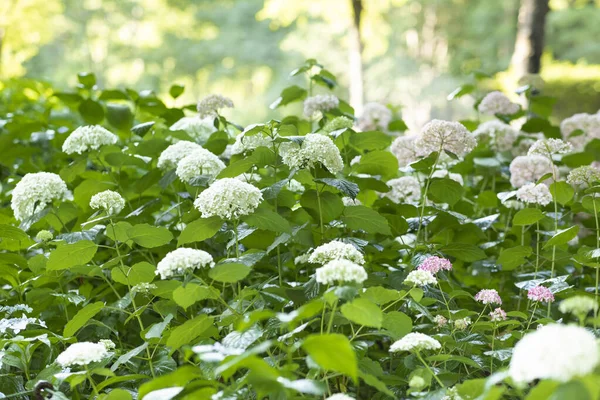 Verano Plantas Hortensia Floreciente —  Fotos de Stock