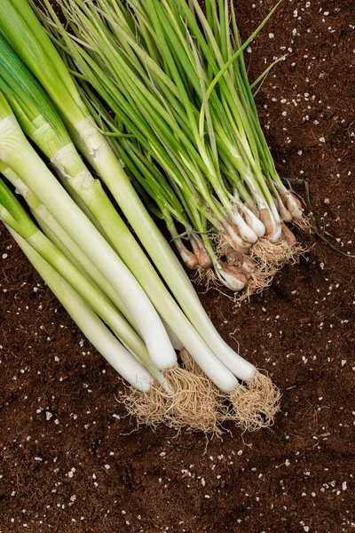 Groene Bodem — Stockfoto