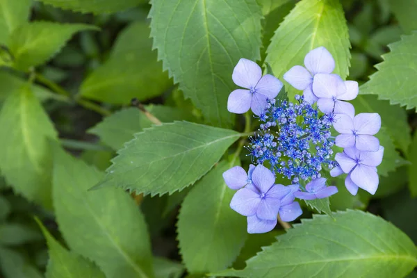 Verano Plantas Hortensia Azul Floreciente —  Fotos de Stock